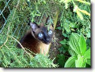 Siamese cat