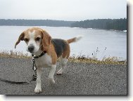 Beagle