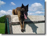 Belgian shepherd malinois \\\\\(Dog standard\\\\\)