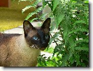 Siamese cat