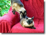 Siamese cat