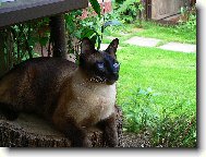 Siamese cat