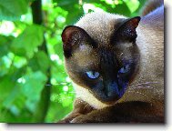 Siamese cat