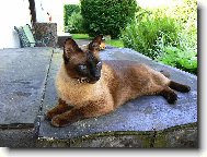 Siamese cat