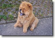 Chow chow \\\\\(Dog standard\\\\\)