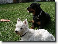 West Highland White Terrier