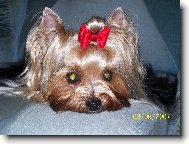 Jorkrsk terier, Yorkshire Terrier,