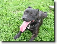 Staffordshire Bullterrier