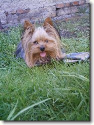 Jorkrsk terier, Yorkshire Terrier,