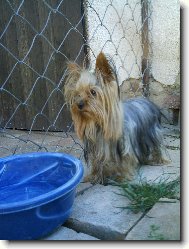 Jorkrsk terier, Yorkshire Terrier,