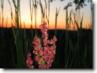 Rumex acetosa L\.