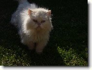 Persian cat