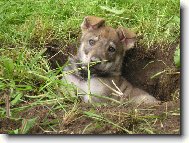 Czechoslovakian wolfdog