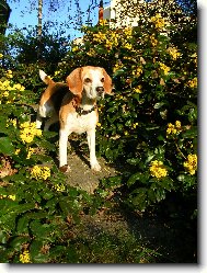 Beagle