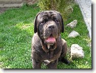 Mastino Napoletano