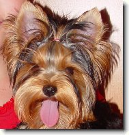 Jorkrsk terier, Yorkshire Terrier,