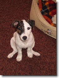 Jack Russell Terrier