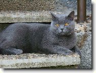 Blue-point cat