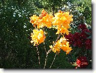 Rhododendron, Azalea