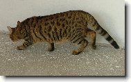 Savannah of Bengal Cats