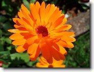 Calendula officinalis L\.