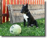 Bull Terrier