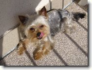 Jorkrsk terier, Yorkshire Terrier,