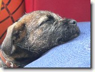 Border Terrier