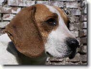 Beagle