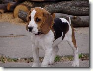 Beagle