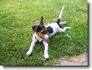 Jack Russell Terrier