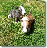 Bull Terrier