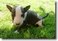 Bull Terrier