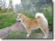 Japanese akita \\\\\(Dog standard\\\\\)