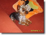 Jorkrsk terier, Yorkshire Terrier,