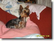 Jorkrsk terier, Yorkshire Terrier,