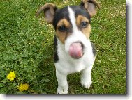 Jack Russell Terrier