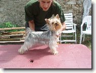 Jorkrsk terier, Yorkshire Terrier,