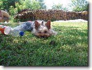 Jorkrsk terier, Yorkshire Terrier,