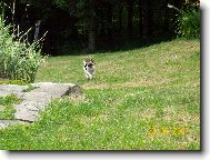 Jack Russell Terrier