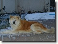 Japanese akita \\\\\(Dog standard\\\\\)