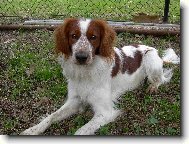 Welsh Springer Spaniel