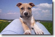 American staffordshire terrier \\\\\(Dog standard\\\\\)