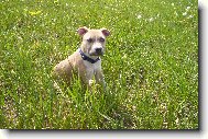 American staffordshire terrier \\\\\(Dog standard\\\\\)