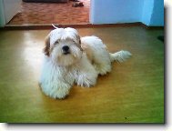 Lhasa Apso