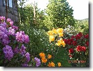 Rhododendron, Azalea