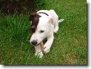 Parson russell terrier \\\\\(Dog standard\\\\\)