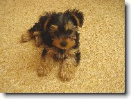 Jorkrsk terier, Yorkshire Terrier,