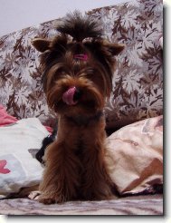 Jorkrsk terier, Yorkshire Terrier,