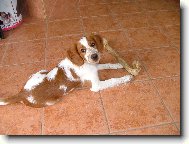 Welsh Springer Spaniel